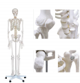 人體骨骼模型170cm